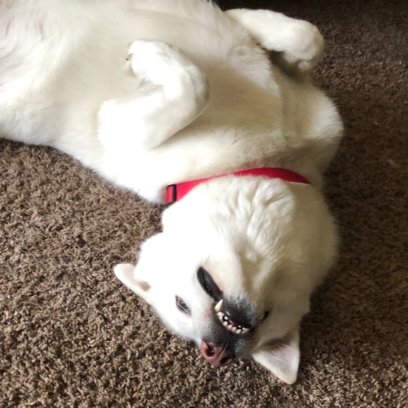 5⭐️ fast shipping Posh ambassador Raytchell - Picture 9 of 15